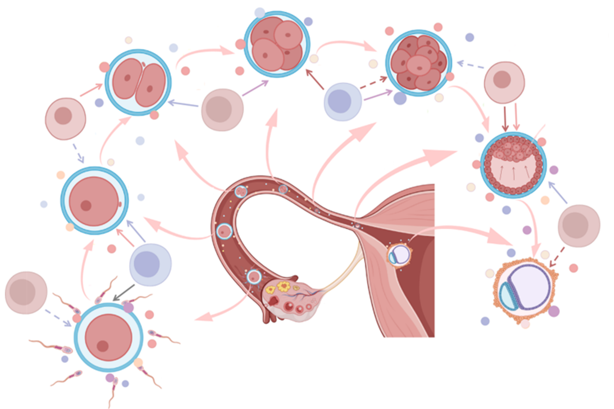 Cell Communication Diagram