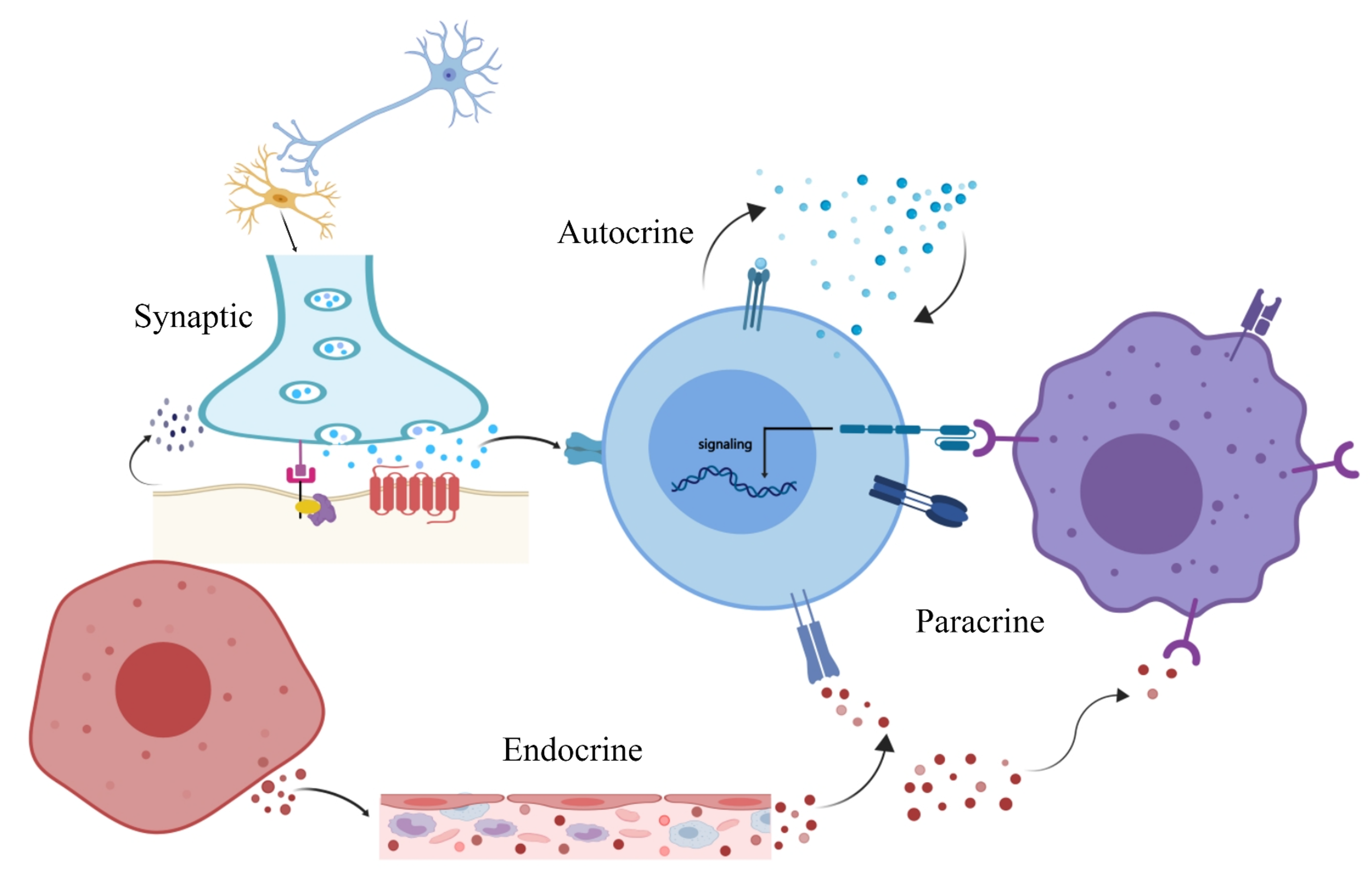 Cell Communication Diagram
