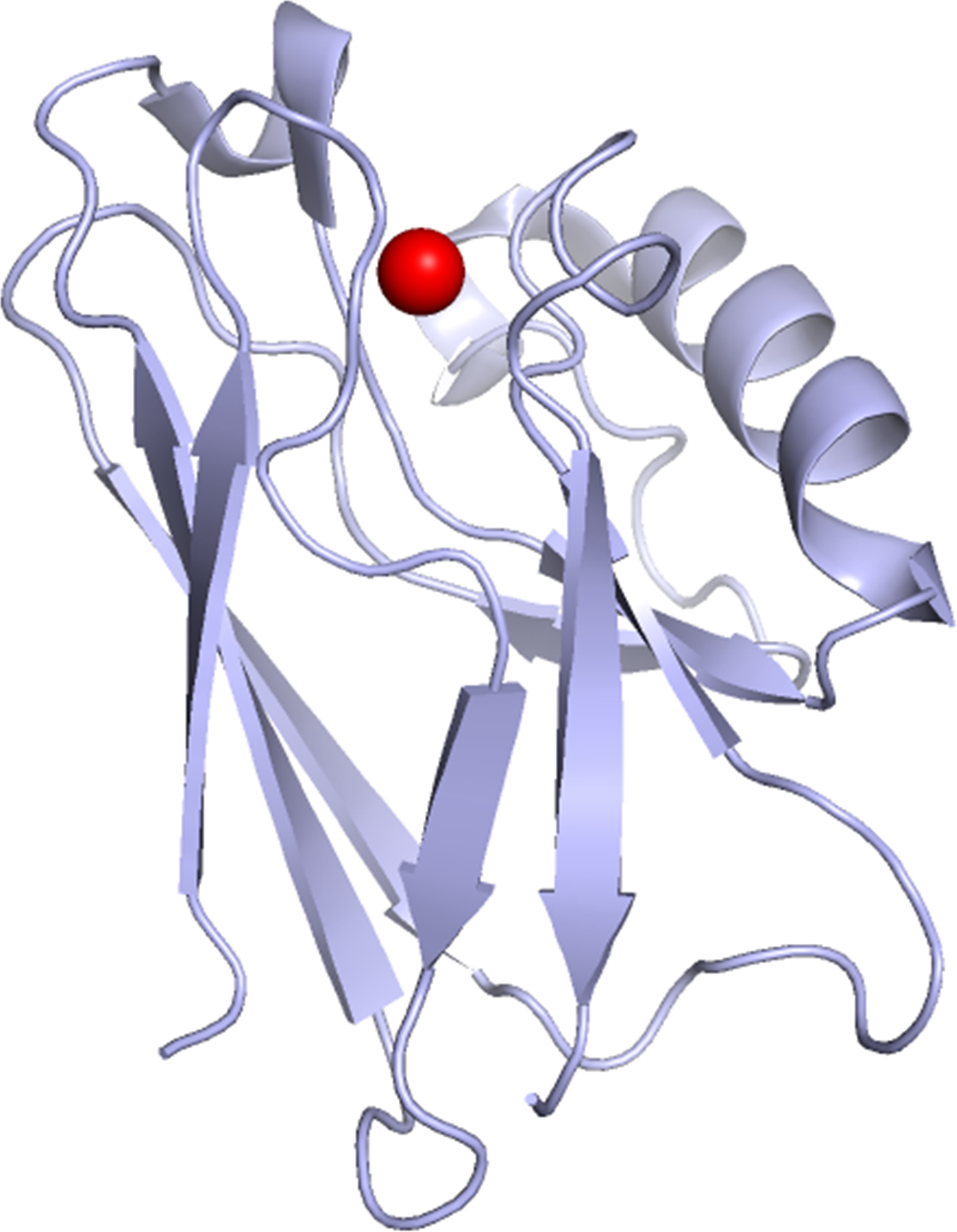 Copper binding protein